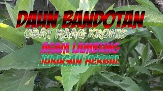 Menakjubkan!!! 15 Manfaat dan Khasiat Daun Bandotan untuk Kesehatan