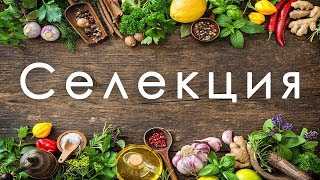 Селекция. Достижения и проблемы. Курс Ольги Корниловой по биологии. +12