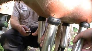 Using the new milking machine