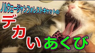 【かわいい 猫動画】眠くてたまらない時にちょっかい出されてイライラ Sleepy cat | Norwegian Forest Cat ノルウェージャンフォレストキャット NANOCA