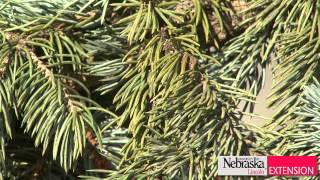 Spruce Diseases