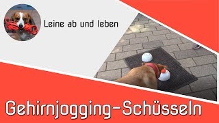 Denkaufgabe für Deinen Hund  - Schüsseln | Gehirn Jogging |