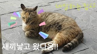 새끼낳고 나타난 길고양이 연두_straycat,cats?