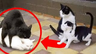 БЕССТЫЖИЕ ЖИВОТНЫЕ которые ПЕРЕШЛИ ВСЕ ГРАНИЦЫ №53