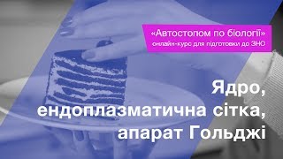 Ядро клітини, ендоплазматична сітка, апарат Гольджі – Підготовка до ЗНО – Біологія