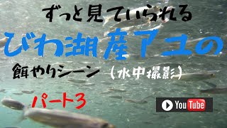 『稀少映像』琵琶湖産鮎の餌やりシーンを水中カメラから。パート3