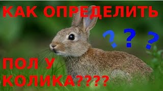 Как отличить самца от самки у кроликов?Как определить пол у кроликов?