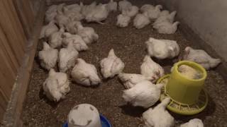 Выращивание бройлеров на мясо - выгодно, прибыльно и легко!