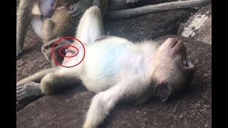 Wow...! What is silly teenage monkey doing  It's my first time to see monkeys do that
