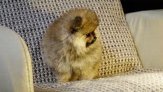 Клеймение (татуировка) породистых щенков. Желаете купить щенка шпица?