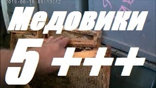 Семьи Медовики отработали 5+.Рамка 5 кг. Матка “Зверюга” Усиливаем отводки с прошлогодними матками.