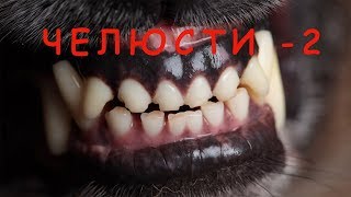 Что бывает, когда кусает бультерьер. 18+
