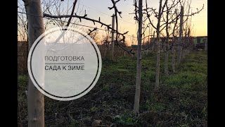 Подготовка плодового сада к зиме | Грушевый сад интенсивного типа