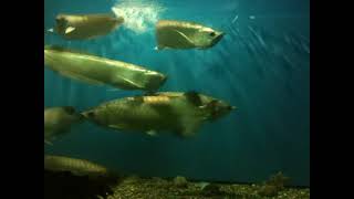 Arapaima - Арапаима - Арована