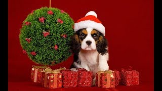 С Новым Годом 2018! Годом собаки! Самое красивое поздравление