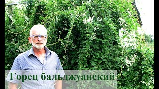 Горец бальджуанский (Гречишка бальджуанская, Fallopia baldschuanica).  За и Против