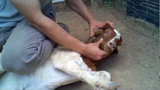 Abdullah submitting a goat at Mercy Slaughter Hous