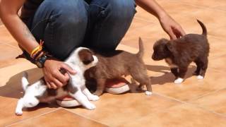 Unsere M-Welpen und ihre Mama Mia