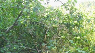 Одичавшая яблоня на старом финском хуторе. Лесные зарисовки