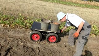 Arduino robot and harvest of potatoes