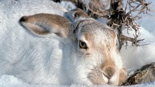 Бесстрашный заяц. Охота на зайца.