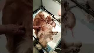 Bevalling filmpje 5e blonde BC pup 27 Jan.2020