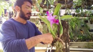 Dicas de Cultivo de Orquídeas 114