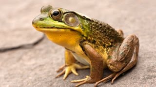Trung Quốc dùng súc vật để tiên đoán động đất