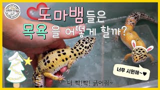 도마뱀은 목욕을 어떻게 할까? "레오파드게코 도마뱀 집 청소!!!"/How does a lizard take a bath?"Leopard gecko cleaning house !"