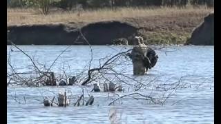 Ловля щуки в коряжнике  Рыбалка на щуку в труднодоступных местах