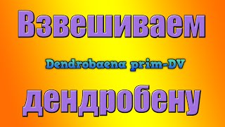 Разведение червей Дендробена.. Взвешиваем дендробену. ''работа дома'' ''заработать деньги''