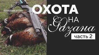 Охота на фазана с собаками - добыли 9 фазанов #часть 2