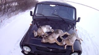 Охота на зайца 2015. Ну очень удачный день!!!