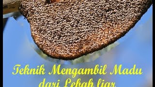 Teknik mengambil madu tradisional di Belitung
