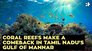Coral Reefs Make A Comeback In Tamil Nadu's Gulf Of Mannar | Indiatimes