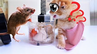 Завтрак для маленького котенка cat vs mouse