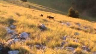 Κυνήγι λαγού στο Ξηρολίβαδο - Xirolivado hare hunting - part 2