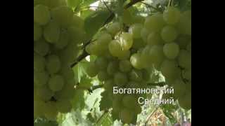 Виноград 2011 http://vevgarden.com