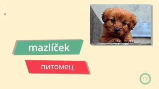 9. Лекция Rodina a dům – Семья и дом. Чешский язык с GoStudy.