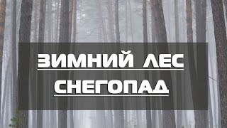 Зимний лес. Снегопад
