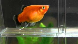 Is my platy pregnant? giving birth soon?