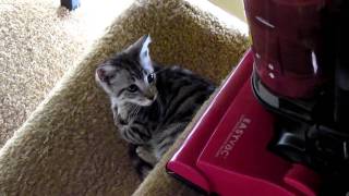 EasyVac the Cat