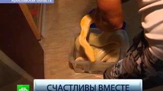 ДОМАШНИЕ ЗМЕИ