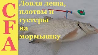 Ловля леща, плотвы и густеры зимой на мормышку.  Зимняя рыбалка 2019