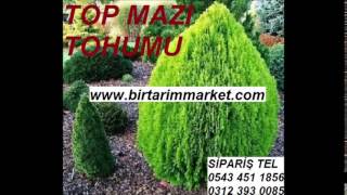 Top mazı tohumu,TOP MAZI TOHUMU,top mazı tohumu fiyatı,top mazı tohumu fiyatları,top mazi tohumu,alt