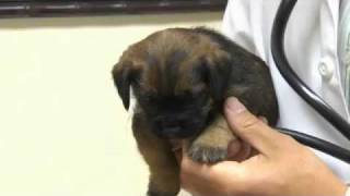 MPL in Dogs (Medial Patellar Luxation)