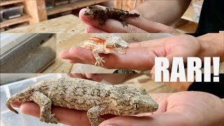 Geco GARGOYLE, LEACHEANUS e CHAHOUA! Gechi RARI che DEVI Vedere!