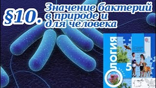 Биология. 5 класс.  § 10. Значение бактерий в природе и для человека. (С ответами на вопросы)