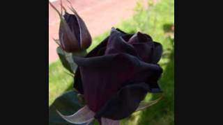 TANGO de Francisco De Caro Flores Negras