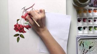 Акварель | Рябина. (Watercolor | Rowanberry)